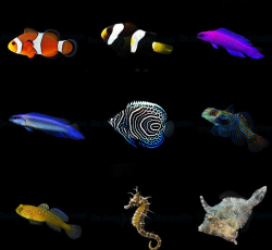 DJM bred fish package 14 (Mix)