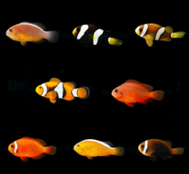 DJM bred fish package 16 (Clownfish 2)