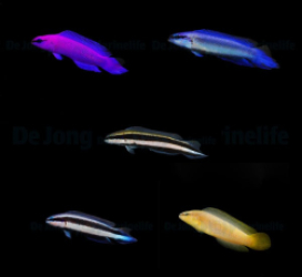 DJM bred fish package 19 (Pseudochromis)