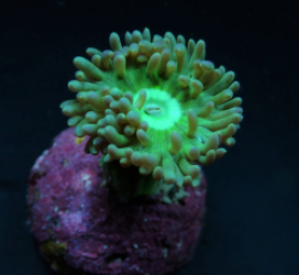 Duncanopsammia axifuga (frag)