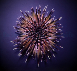 Echinometra mathaei (Premium color)