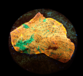 Echinophyllia sp. (Copper Canyon) (DJM frag) pb 266