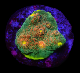 Echinophyllia sp. (Gamalama) (DJM frag) (Rare) o 100