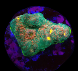 Echinophyllia sp. (Gamalama) (DJM frag) (Rare) o 253