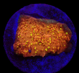 Echinophyllia sp. (Goldmeister) (DJM frag) o 199