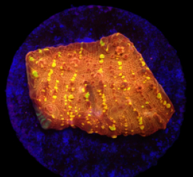 Echinophyllia sp. (Goldmeister) (DJM frag) o 241