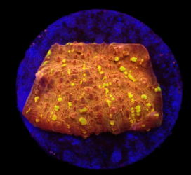 Echinophyllia sp. (Goldmeister) (DJM frag) o 418