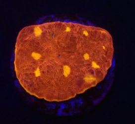 Echinophyllia sp. (Kiss of Fire) (DJM frag) o 013