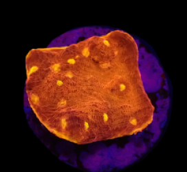Echinophyllia sp. (Kiss of Fire) (DJM frag) o 171