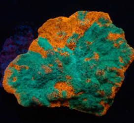 Echinophyllia sp. (Ktar Orenji) (L) pb 013