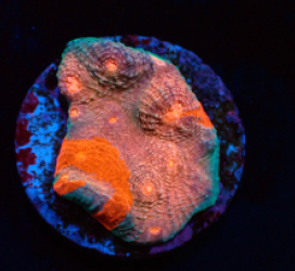 Echinophyllia sp. (Master Grade) (DJM frag) pb 365