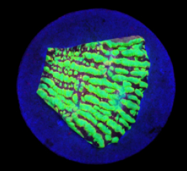 Echinophyllia sp. (Moonfire Ridge) (Rare) o 221