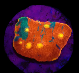 Echinophyllia sp. (Rainbow-Bugatti) (DJM frag) o 226
