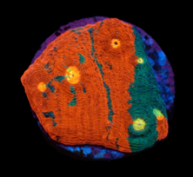 Echinophyllia sp. (Rainbow) (DJM frag) pb 634