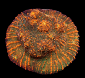 Echinophyllia sp. (Rare Color) (L) pb 310