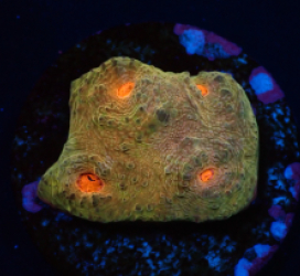 Echinophyllia sp. (Special Colored) (DJM frag) pb 265