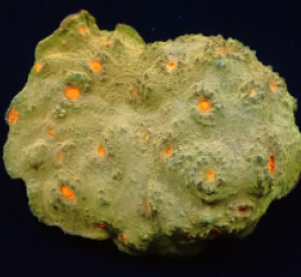 Echinophyllia sp. (Special Colored) (L) pb 135