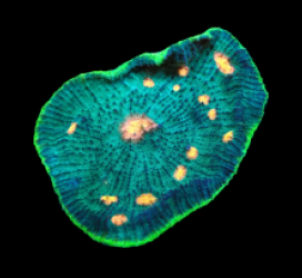 Echinophyllia sp. (Special Colored) (M) pb 367