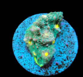 Echinophyllia sp. (Ultra) (frag) pb 291