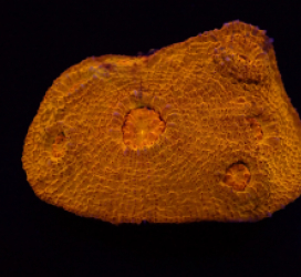 Echinophyllia sp. (Ultra) (Gold) pb 019