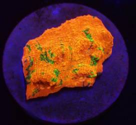 Echinophylllia sp. (Vibrant Orange) (Grafted) ( Rare) o 223