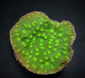 Echinopora lamellosa (Premium) (frag)