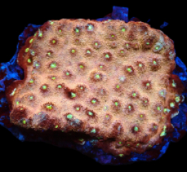Echinopora sp. (Ultra) (L) pb 222