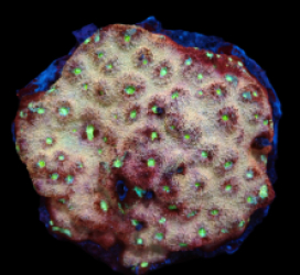 Echinopora sp. (Ultra) (L) pb 383