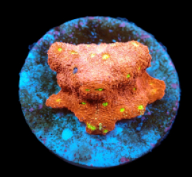Echinopora taylorae (Yellow Eye) (DJM frag) pb 226