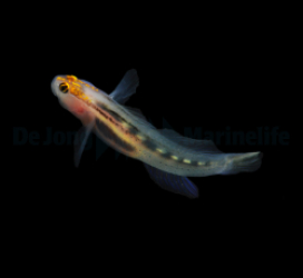 Elacatinus puncticulatus - T.B.