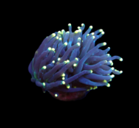 Euphyllia glabrescens (Black Torch) (S) pb 150