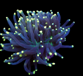 Euphyllia glabrescens (Black Torch) (S) pb 276