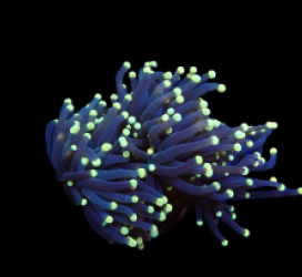 Euphyllia glabrescens (Black Torch) (S) pb 403