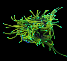 Euphyllia glabrescens (Dragon Soul) (S) pb 222