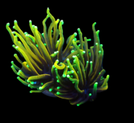 Euphyllia glabrescens (Dragon Soul) (S) pb 388