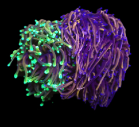 Euphyllia glabrescens (Duo Colony) (L) o 224