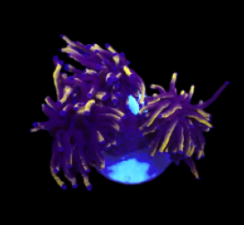 Euphyllia glabrescens (Gold Torch) (M) o 006