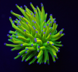 Euphyllia glabrescens (Holy Grail) (1 hd.)