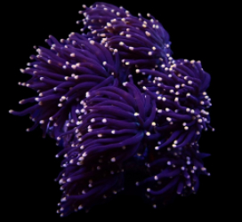 Euphyllia glabrescens (Orange-Pink tip)