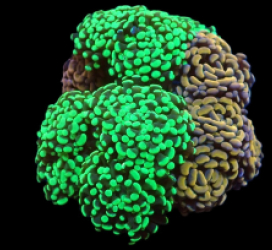 Euphyllia paraancora (Garden) pb 221
