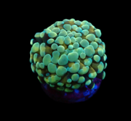 Euphyllia paraancora (Gold Stem) pb 167