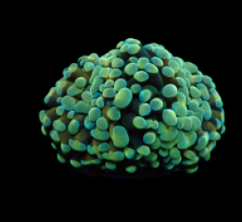 Euphyllia paraancora (Gold Stem) pb 219