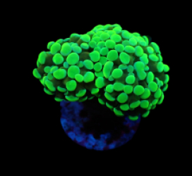 Euphyllia paraancora (Green) (Ultra) pb 236