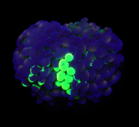 Euphyllia paraancora (Splattered Two Tone) (S) o 175
