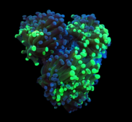 Euphyllia paradivisa (Grafted Frammer) (Rare) pb 188