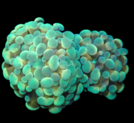 Euphyllia paradivisa (Green-Gold Frammer) (S) o 068