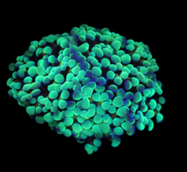 Euphyllia paradivisa (Green Frammer) (S) o 210