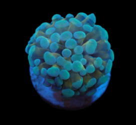 Euphyllia paradivisa (Purple-Gold Frammer) pb 090