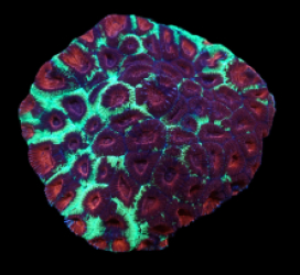 Favia sp. (Christmas) (M) pb 088