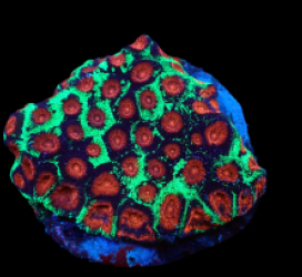 Favia sp. (Christmas) (M) pb 384